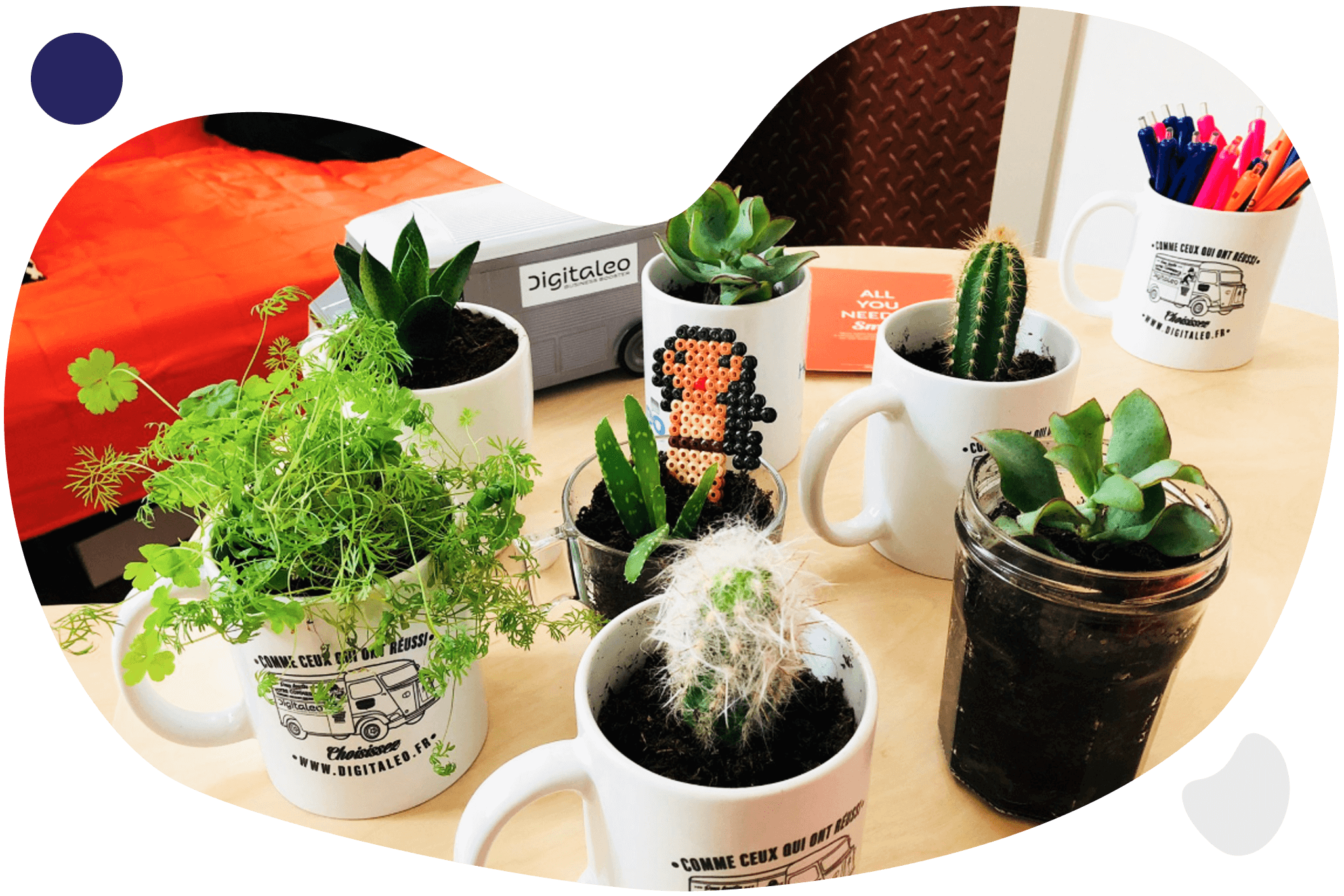 Plantes digitaleo